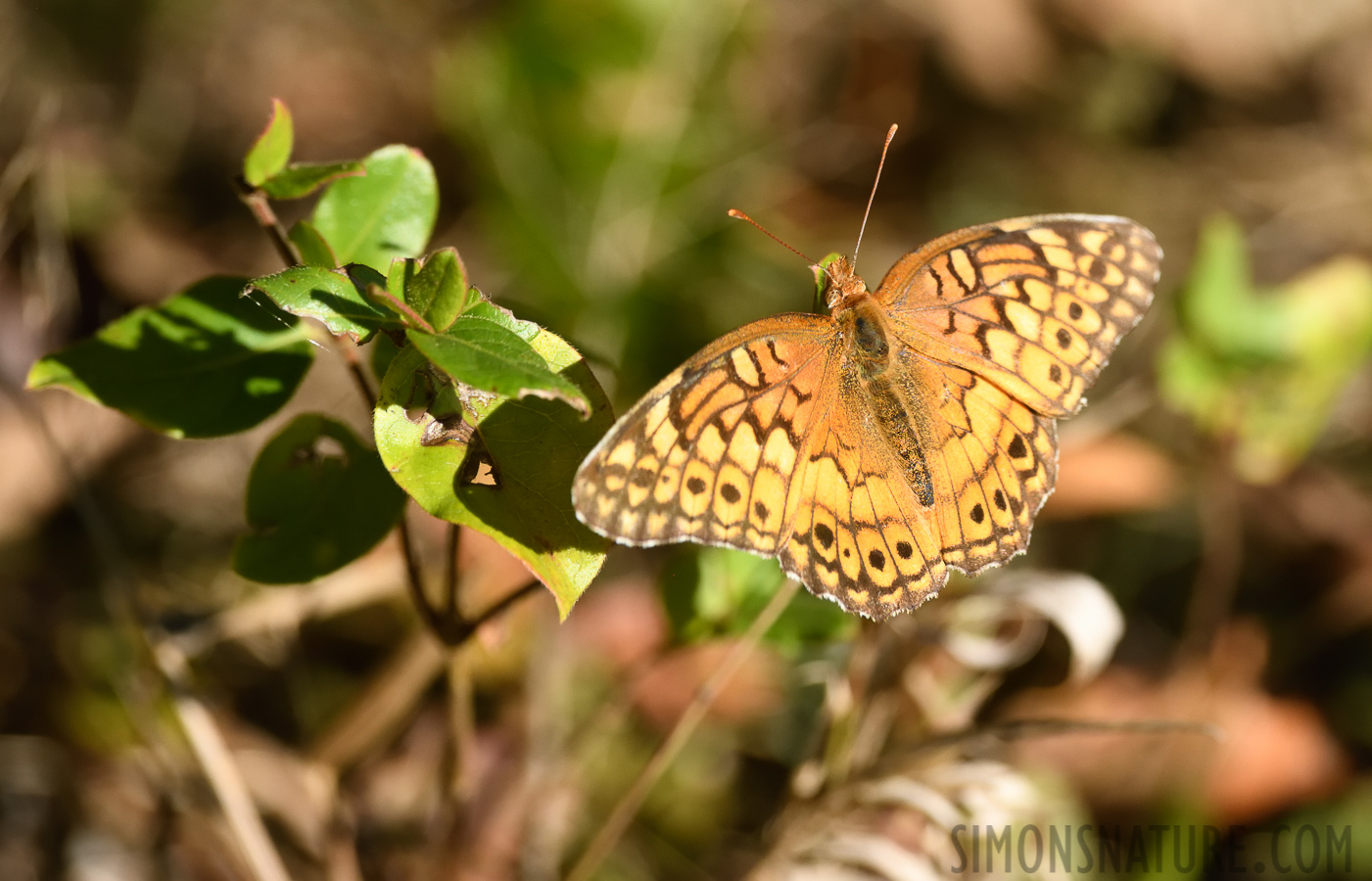 Euptoieta claudia [400 mm, 1/1600 sec at f / 9.0, ISO 1600]